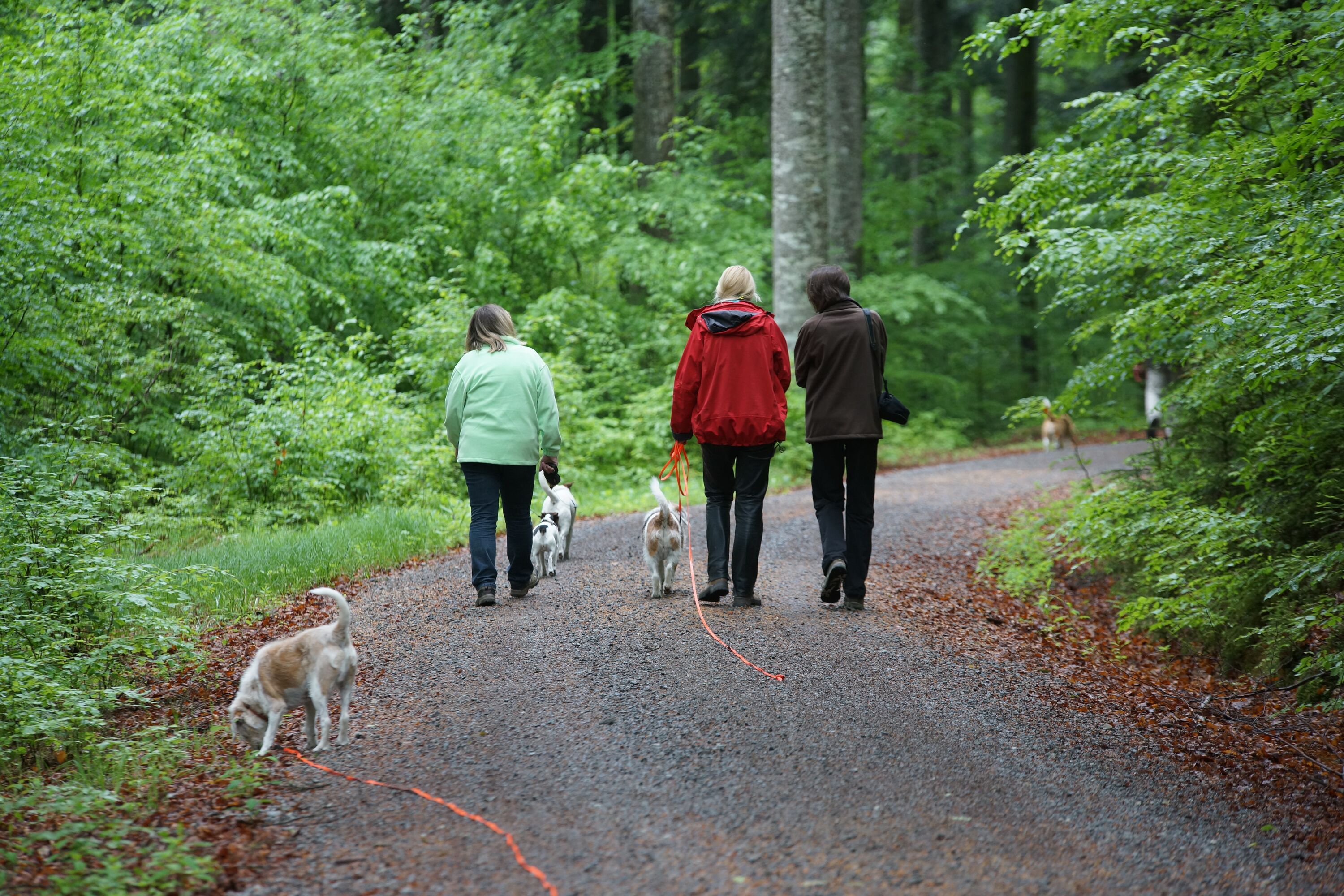 Wanderurlaub mit Hund