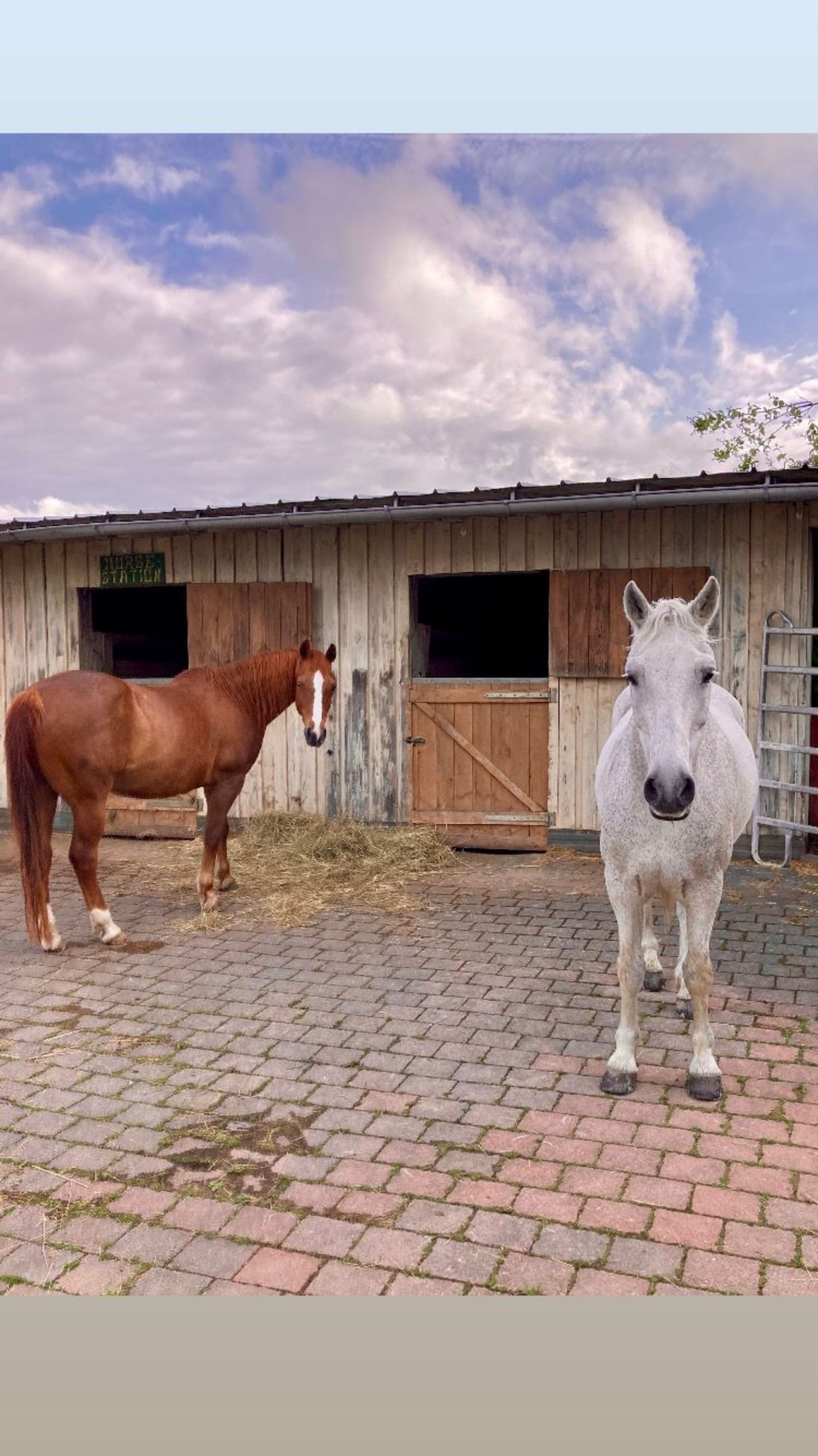 Wanderreiten