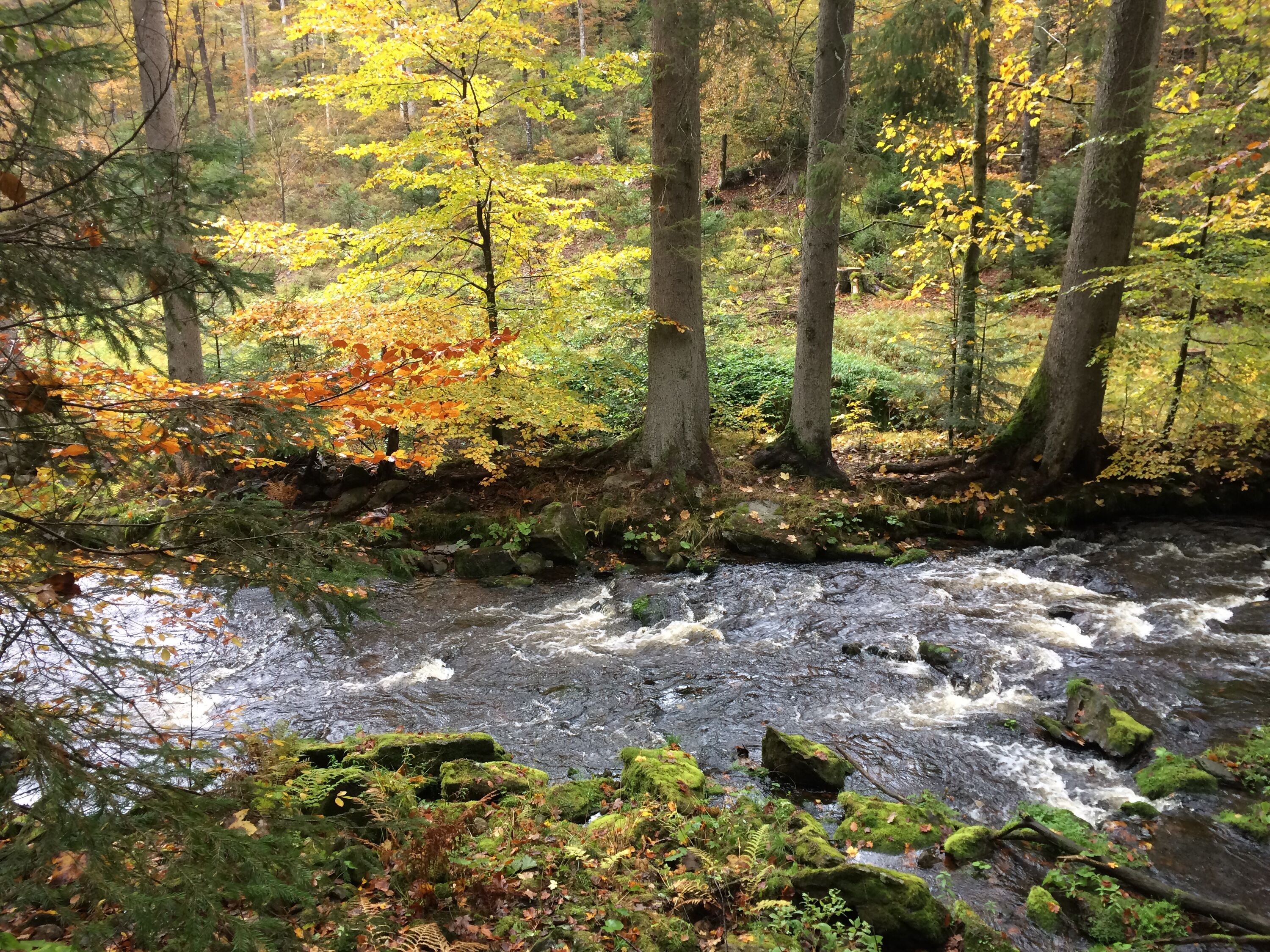 Im Nationalpark mit Hund
