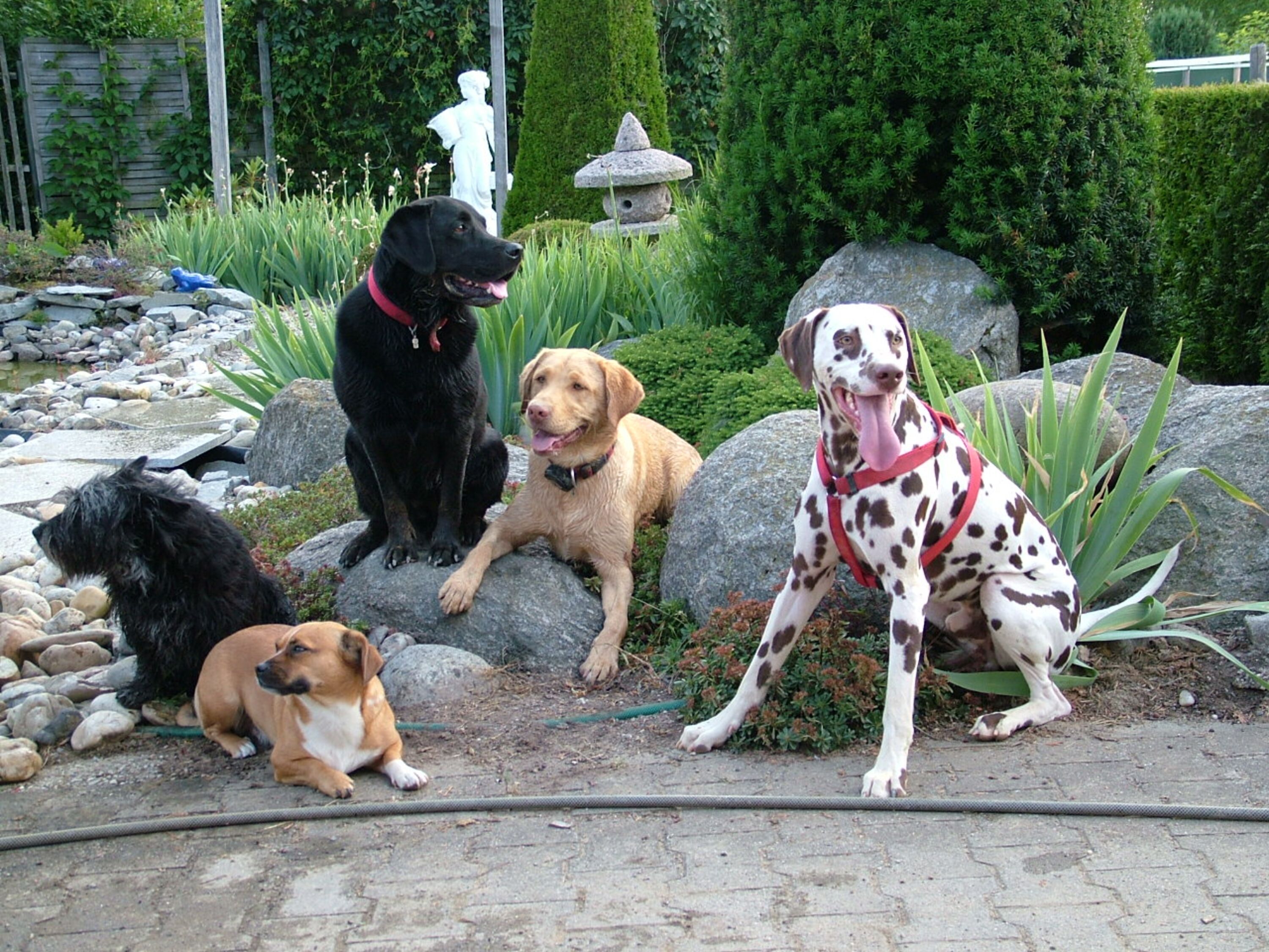 Hundetrainig