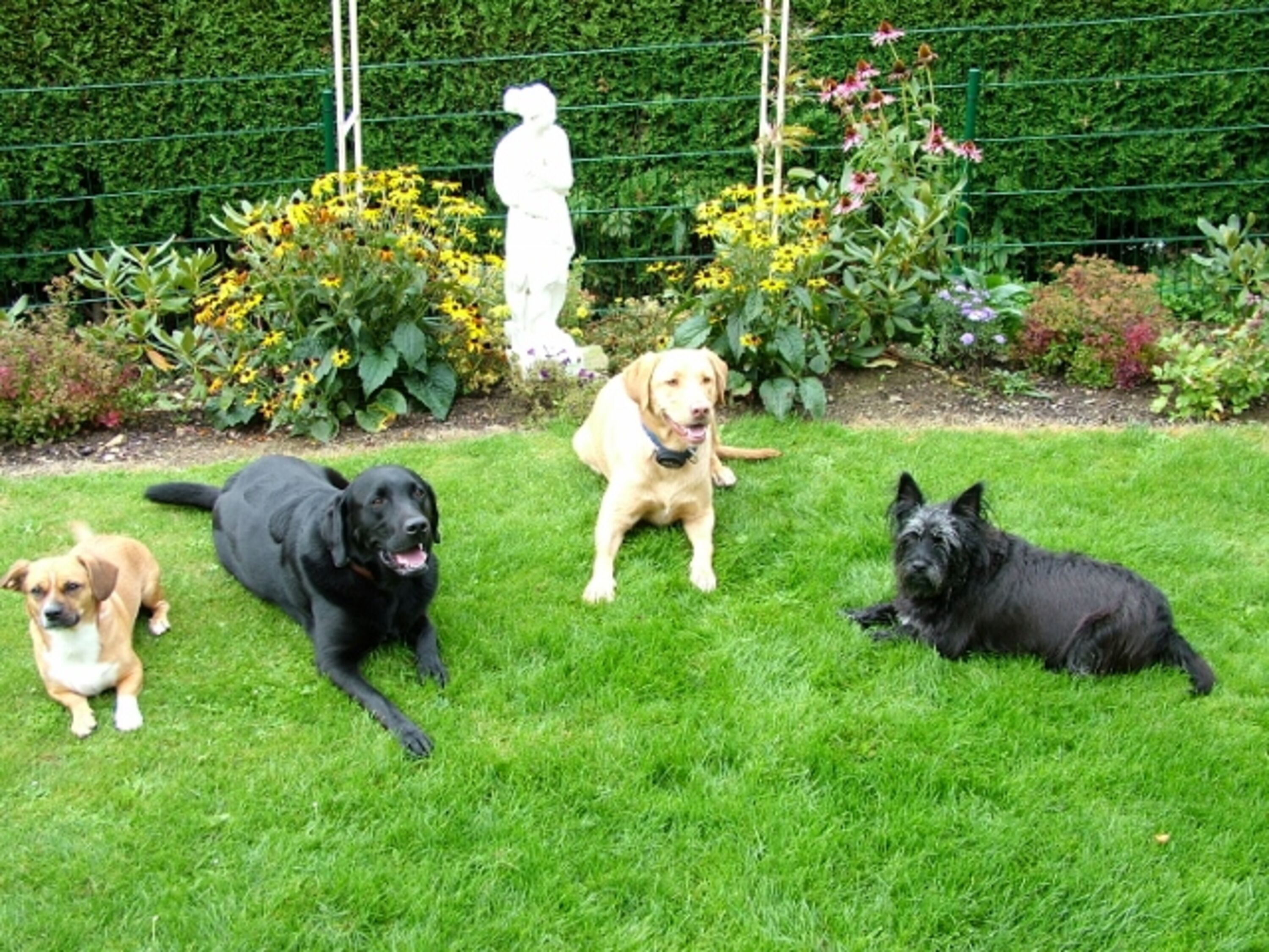Hundetraininmg
