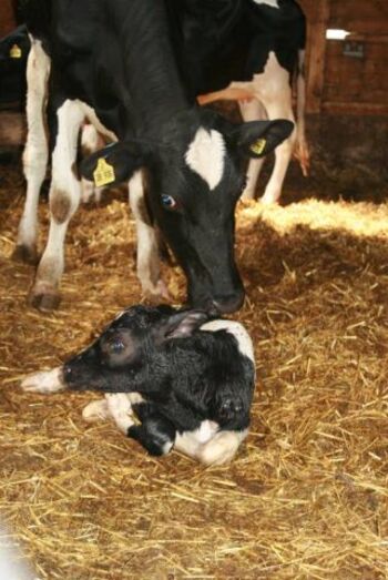 aktive Landwirtschaft