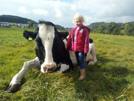 Kühe weiden bis an die Terrasse