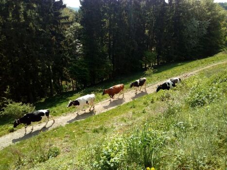 aktive landwirtschaft