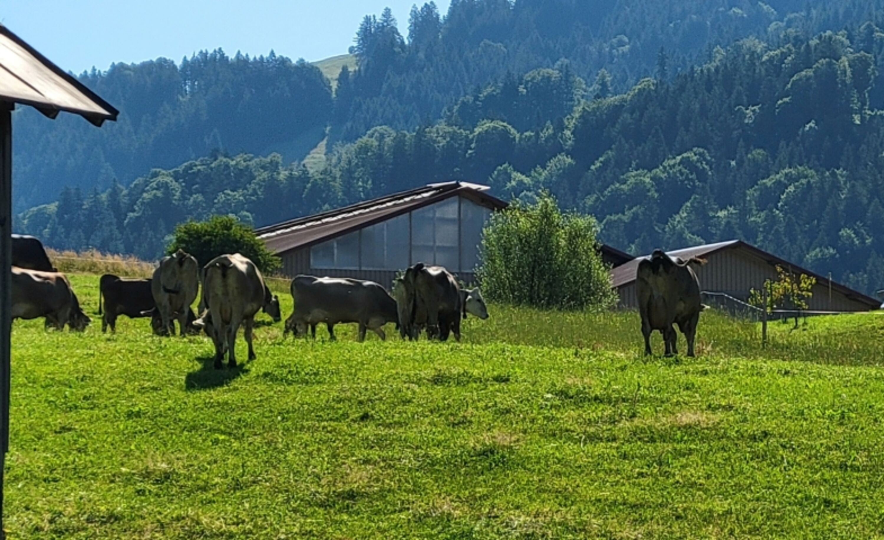 Die Nachbarinnen