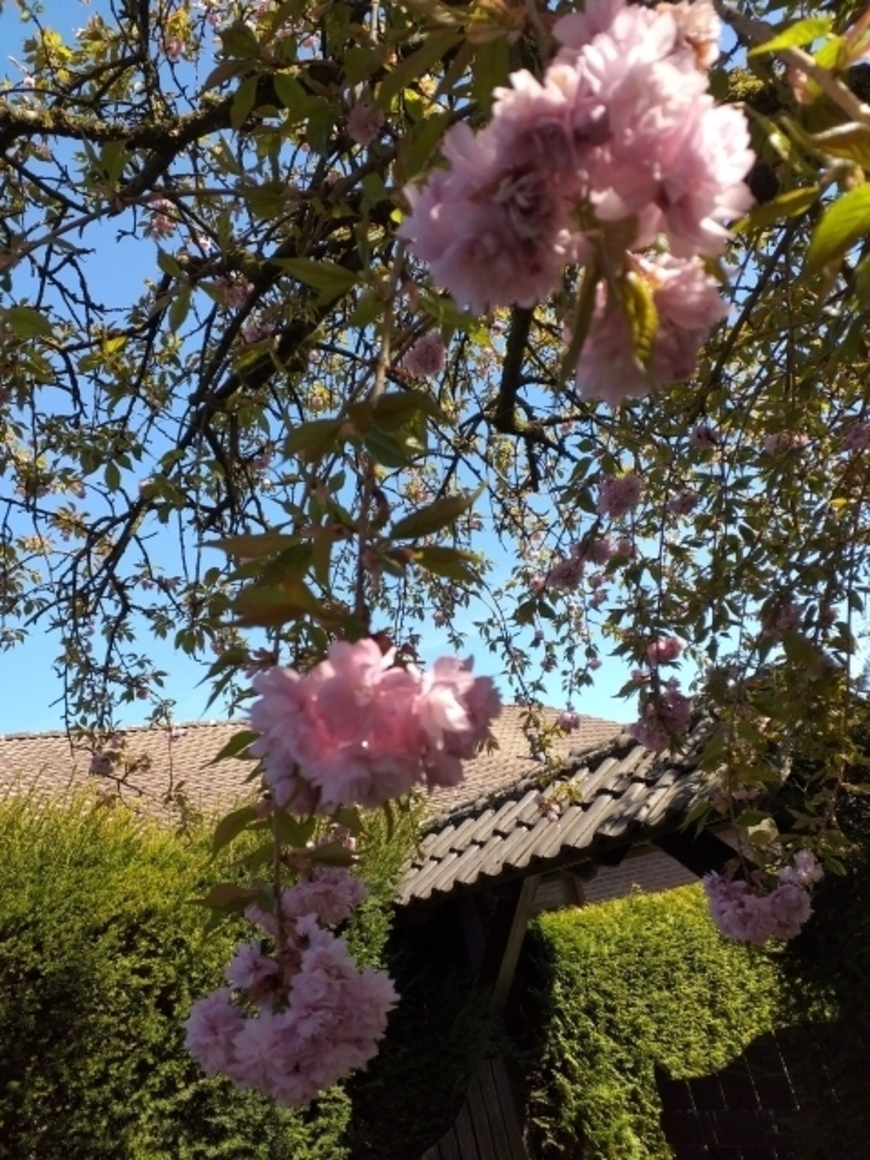 Kirchblüte am Tor