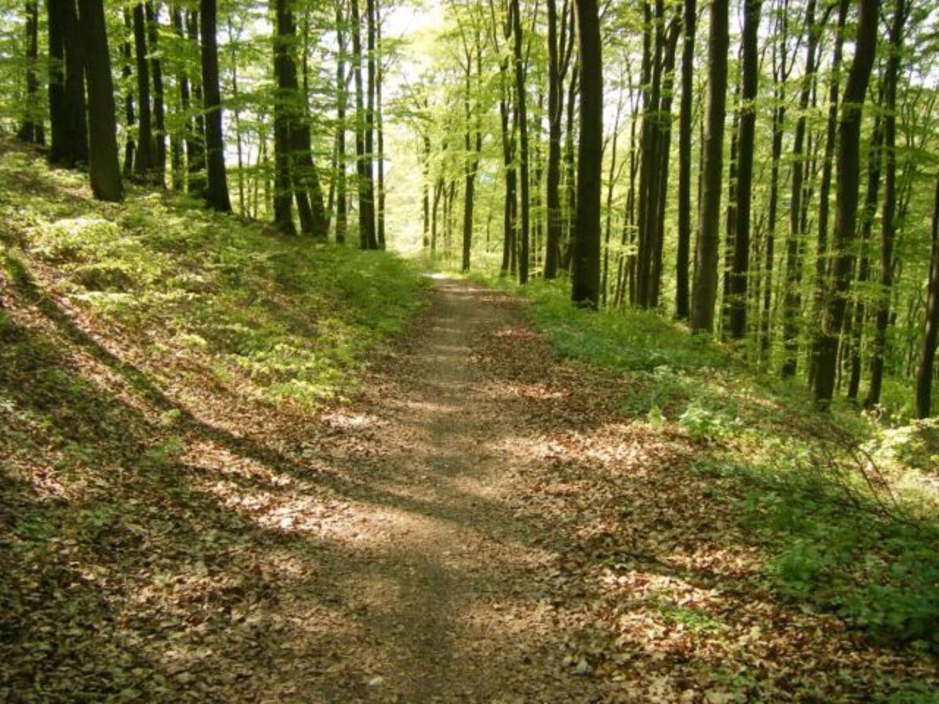 Wanderweg 