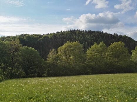 die Wälder um Züntersbach