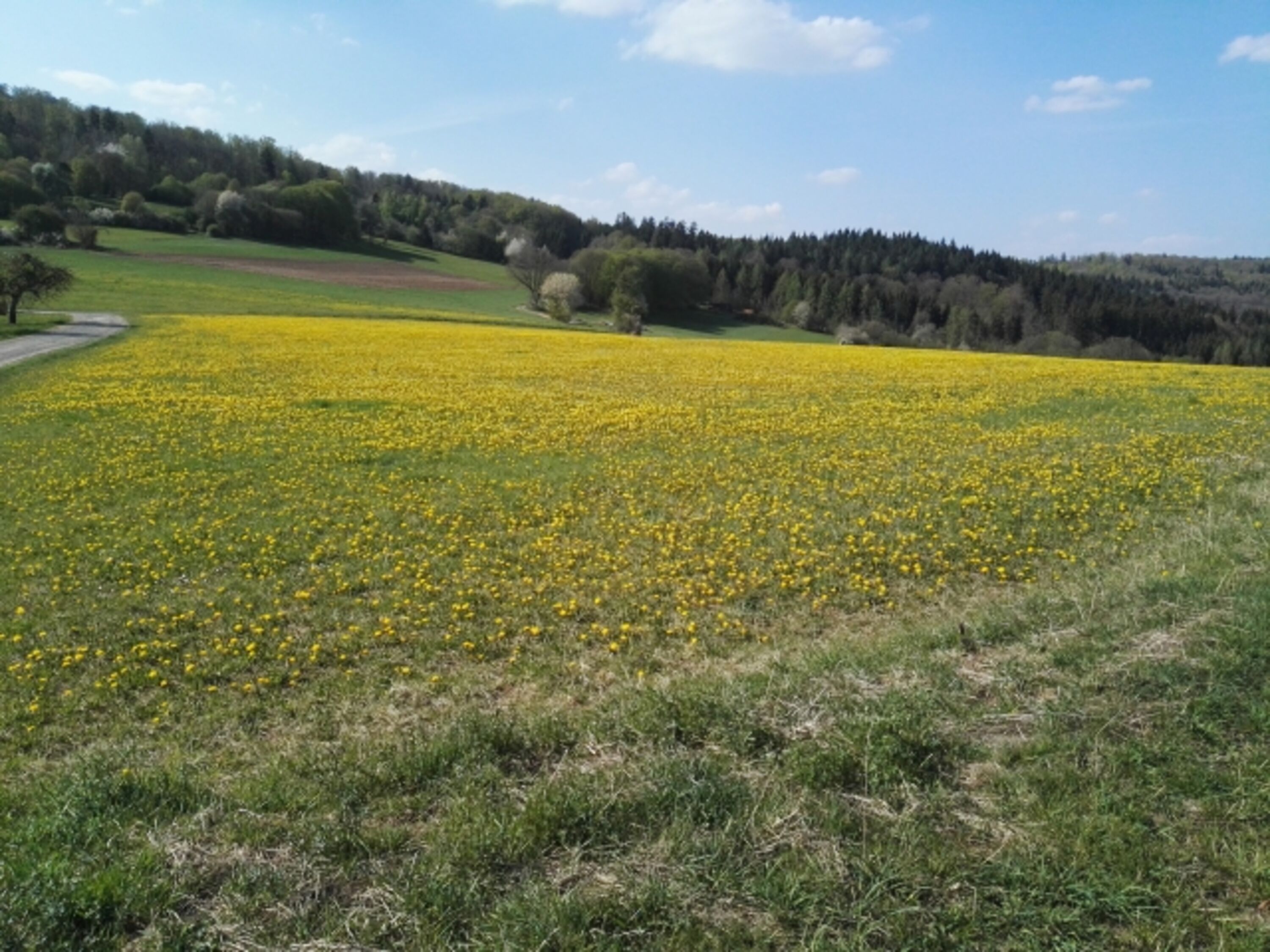 angrenzende Wiesen und Felder