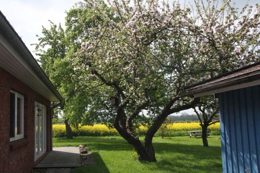 blühende Obstbäume im Frühjahr