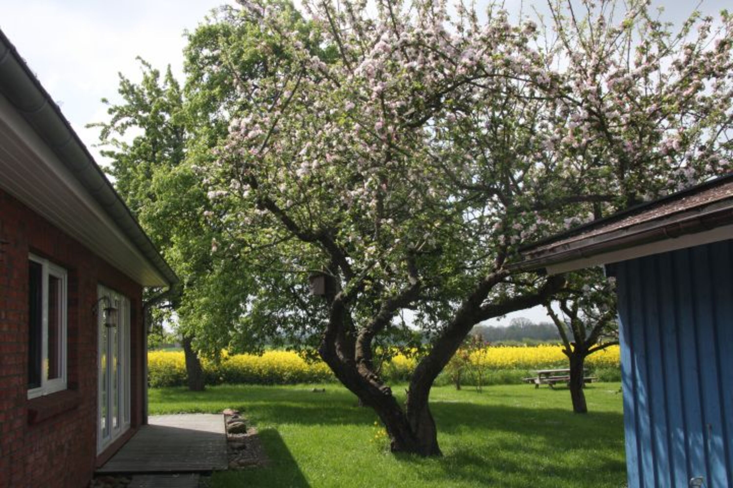 blühende Obstbäume im Frühjahr