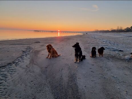 Hundetreffen am Strand