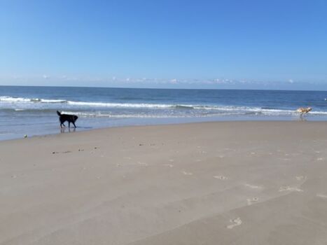 Hunde am Strand