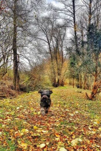 Wandern entlang eines Bache auf dem Privatweg