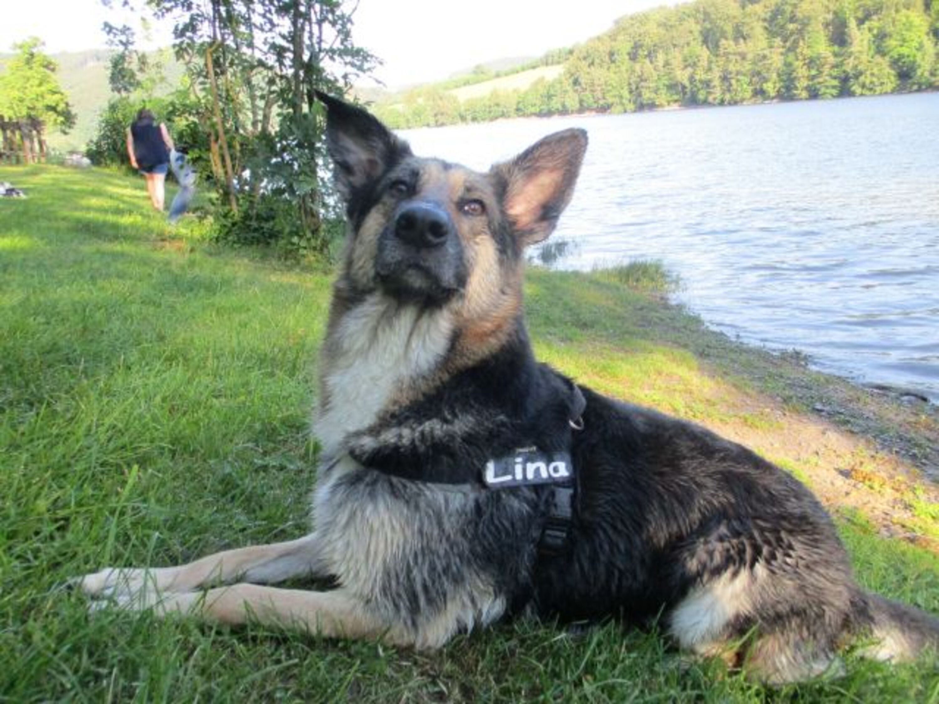 Lina ( geb. 2012 ) am Diemelsee ( ca 20 km ) mit eigenen Hundestrand