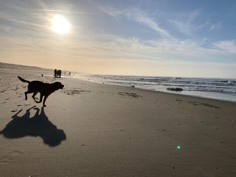 Traumhafter Urlaub mit Hund 