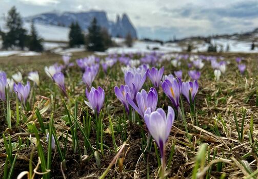 Frühlingserwachen auf der Seiser Alm inmitten unberührter Natur