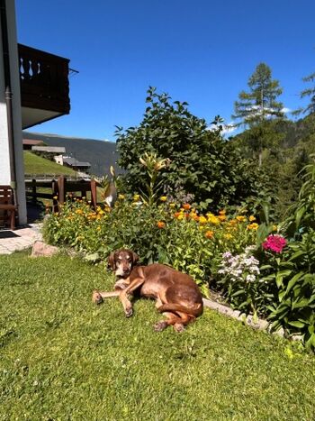 Bei uns sind Vierbeiner herzlich willkommen