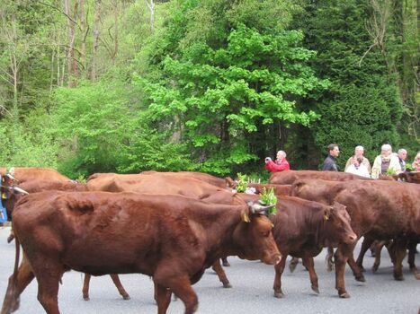 Pfingsten Viehaustrieb in Wildemann