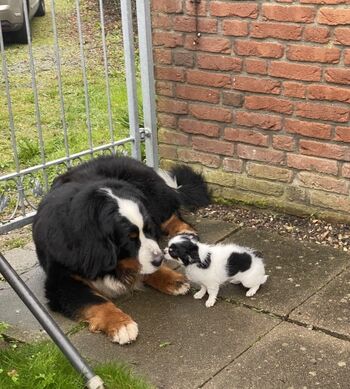 ob klein oder groß - bei uns sind alle Hunde willkommen