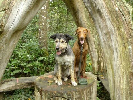 Wanderung mit Mücke und Ally