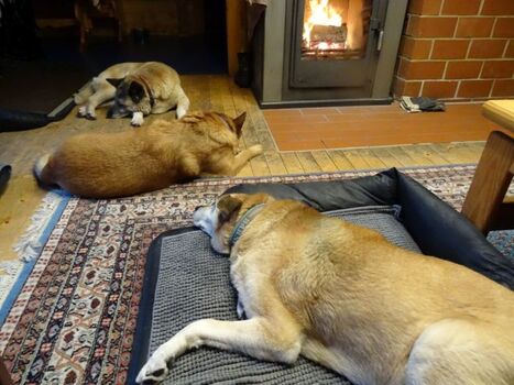 3 liebe Hunde beim Winterträumen