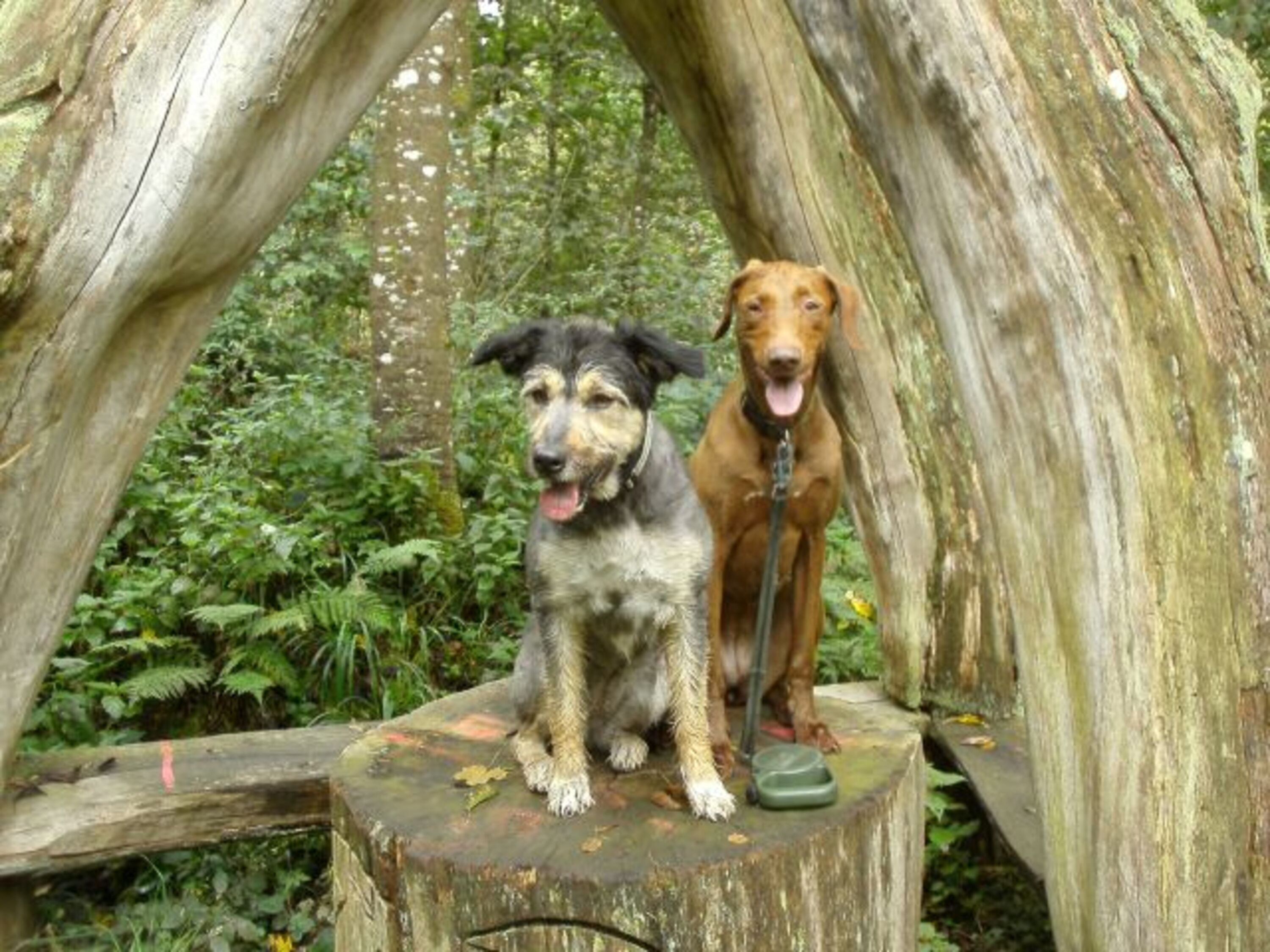 Wanderung mit Mücke und Ally