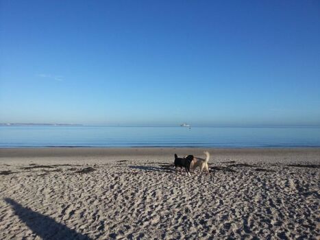 Hundestrand und in der Nebensaison der ganze Strand für Hunde