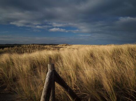 Dünenlandschaft Callantsoog