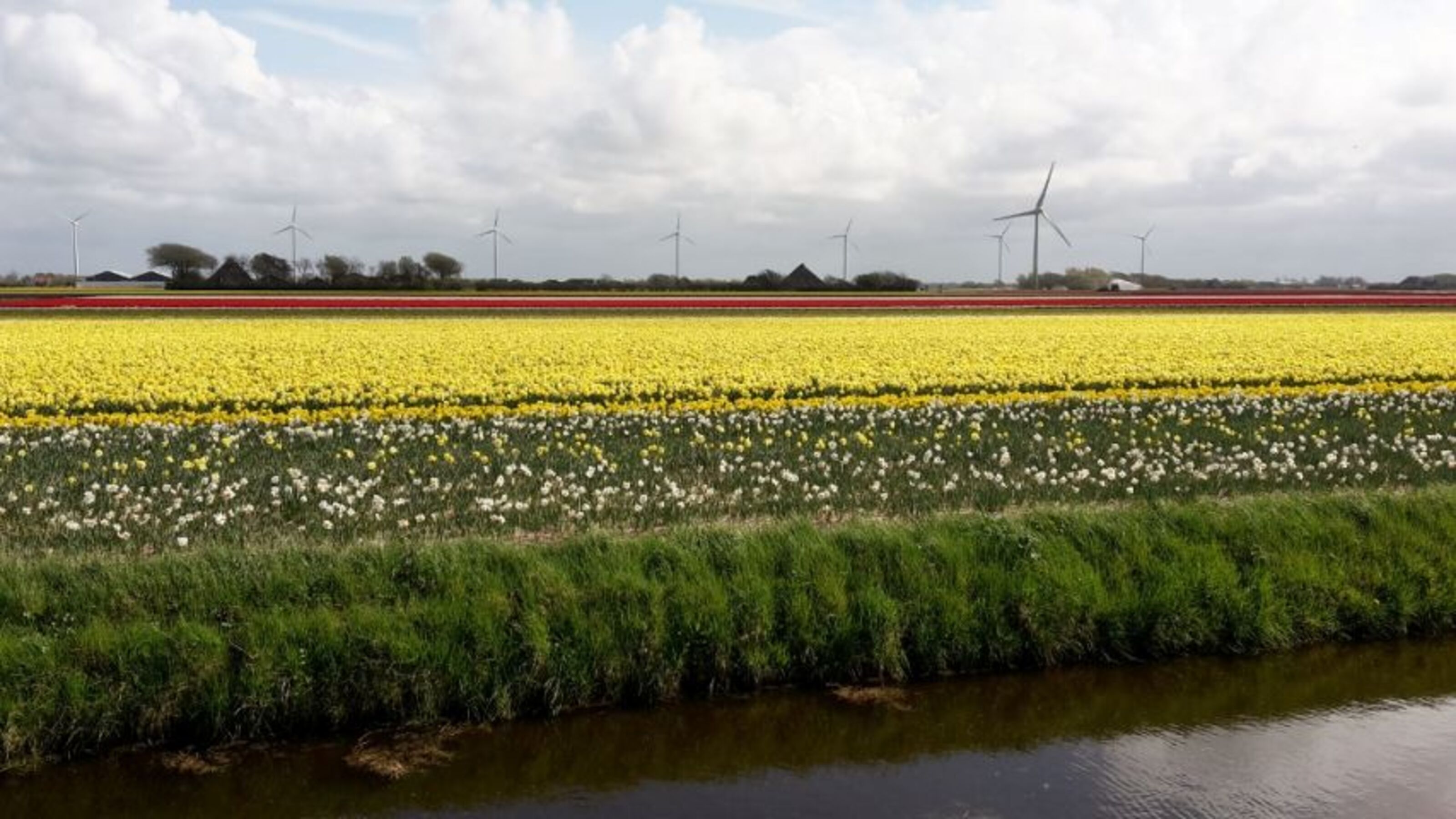 Tulpenfelder