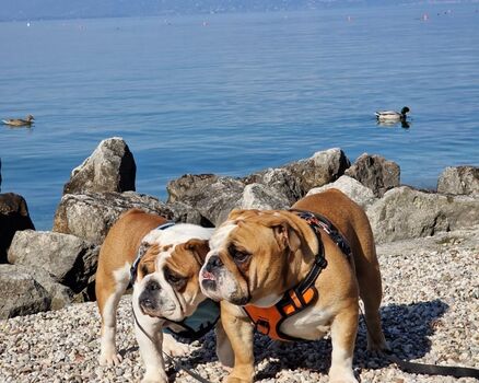 wir Bulldoggen fühlen uns hier in der Nebensaison sehr wohl! : -)