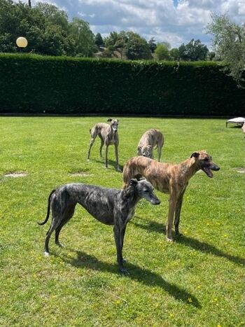 Maskottchen  2023 sind EVITA AURELIO OSITO und JOY 