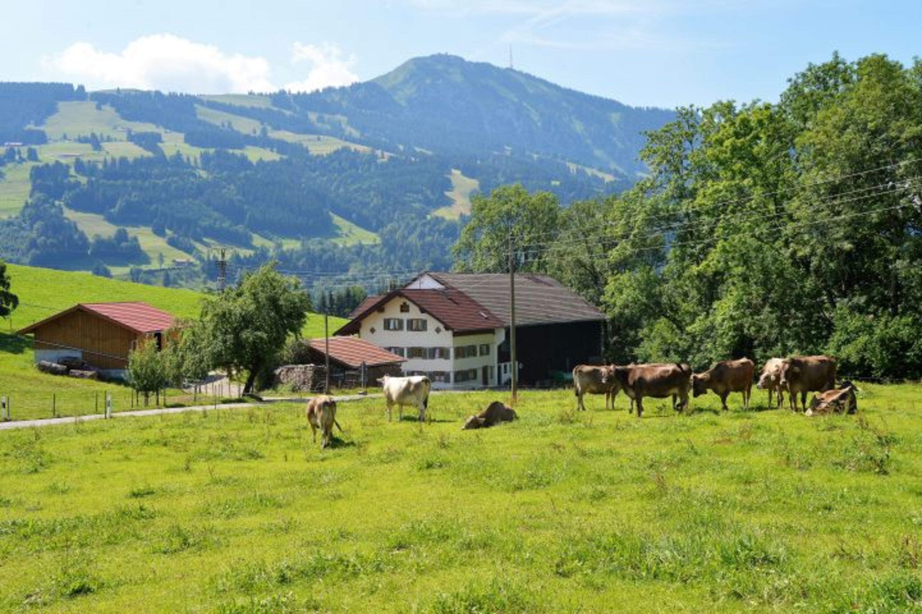 Allgäuer Braunvieh und der Wächter des Allgäus