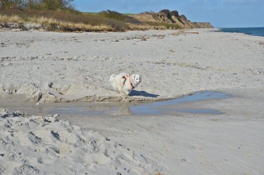 Von Oktober bis März dürfen alle Strände der Kieler Förde mit Hund besucht werden