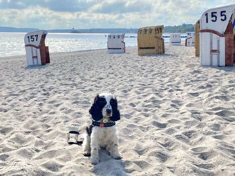 Strandkorbverleih am Hundestrand mit wenigen Strandkörben