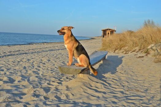 Strandsauna am Hundestrand, Strandabschnitt mit Wildzaun, ideal für Gäste, die Probleme beim Ableinen haben.