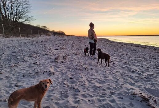 Strandabschnitt mit Wildzaun, toll für Gäste, die Probleme mit dem Ableinen haben.