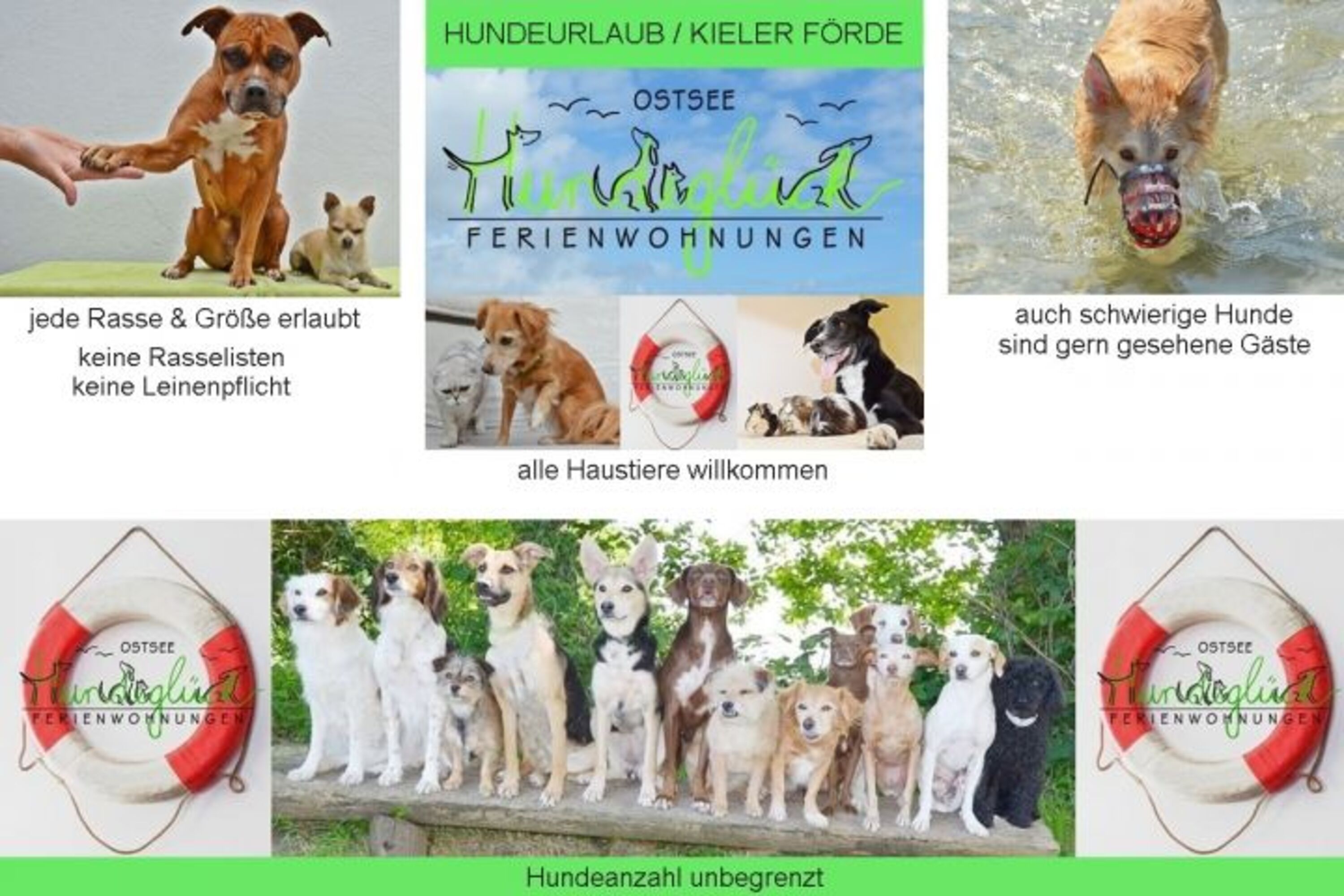 Alle Haustiere willkommen...Katze, Hase, Vogel... jeder darf mit
