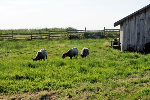 Unsere Häuser sind in der Natur. 