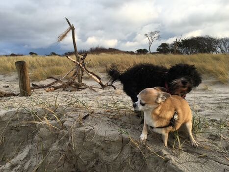 Hundeurlaub
