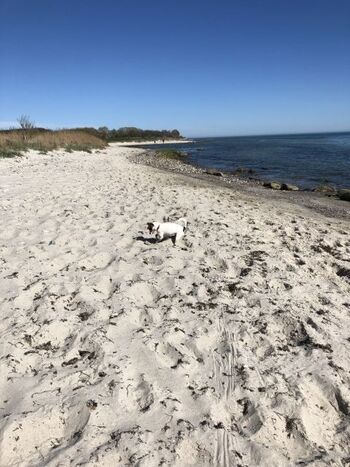 Naturstrand Wulfen , Hund erlaubt