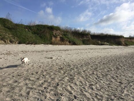 Ihr Hund darf ohne Leine laufen 