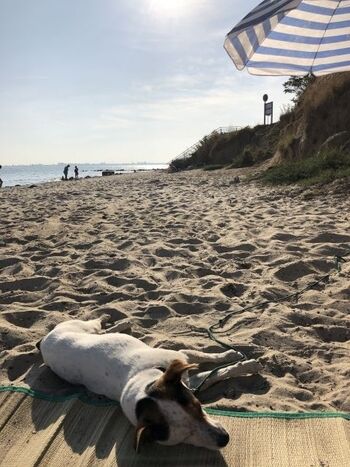 Ihr Hund wird es hier geniessen 