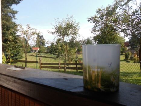Aussicht auf Teich und Schafswiese von der Terrasse aus