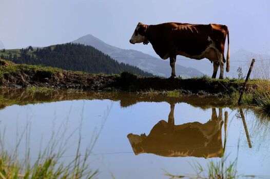 Tennladen Apartments Wildschönau Fewo Austria