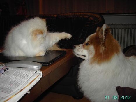Unser Kater Merlin und Gasthund Rocky