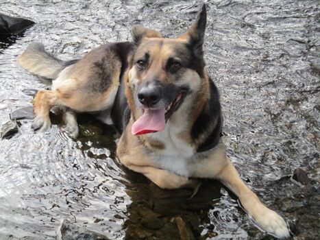 Herrliches Hundeleben: Lina bei uns in der ORKE