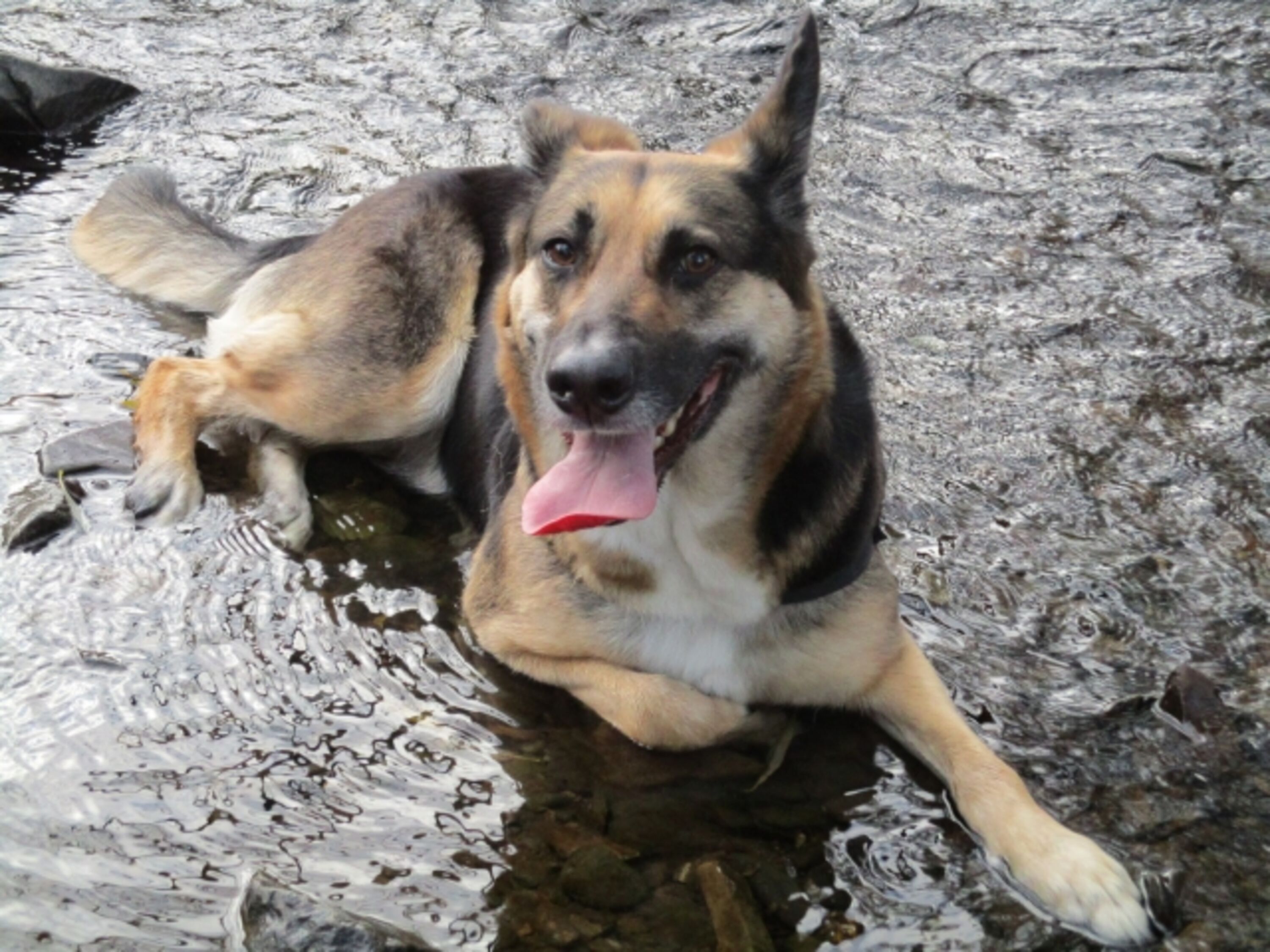 Herrliches Hundeleben: Lina bei uns in der ORKE