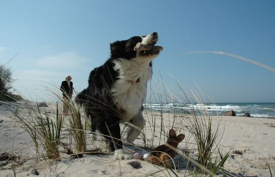 Am Hundestrand Nonnevitz
