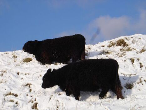 Dünenlandschaft im Schnee im Winter